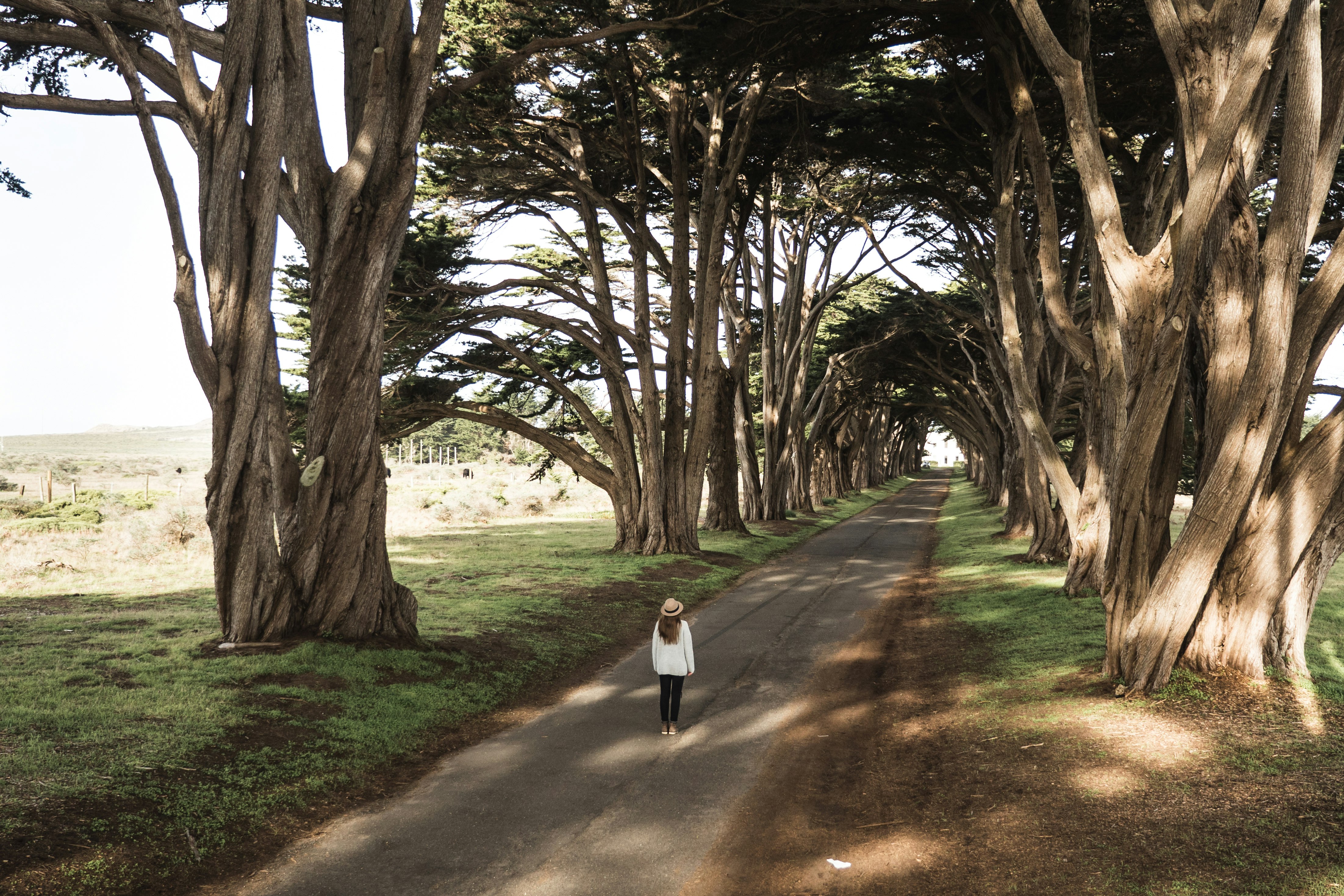 person walking in middle of trees